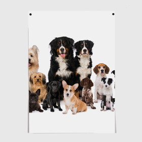 Постер с принтом Породистые собаки , 100% бумага
 | бумага, плотность 150 мг. Матовая, но за счет высокого коэффициента гладкости имеет небольшой блеск и дает на свету блики, но в отличии от глянцевой бумаги не покрыта лаком | animal | bernese | breed | bulldog | corgi | cute | dog | french | funny | jack | labrador | mountain dog | muzzle | paws | pug | puppy | spaniel | бернский | бульдог | джек рассел | животное | забавный | зенненхунд | корги | лабрадор | лапы | милый