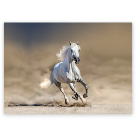 Поздравительная открытка с принтом Белый конь , 100% бумага | плотность бумаги 280 г/м2, матовая, на обратной стороне линовка и место для марки
 | Тематика изображения на принте: animal | beautiful | desert | gloss | horse | mane | mustang | muzzle | nature | sand | white | wild | белый | грива | дикий | животное | конь | красивый | лоск | лошадь | мустанг | песок | природа | пустыня | скакун