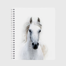 Тетрадь с принтом Белая лошадь , 100% бумага | 48 листов, плотность листов — 60 г/м2, плотность картонной обложки — 250 г/м2. Листы скреплены сбоку удобной пружинной спиралью. Уголки страниц и обложки скругленные. Цвет линий — светло-серый
 | animal | beautiful | gloss | horse | mane | mustang | muzzle | white | wild | белый | грива | дикий | животное | конь | красивый | лоск | лошадь | мустанг | скакун