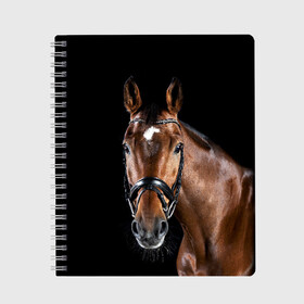 Тетрадь с принтом Гнедая лошадь , 100% бумага | 48 листов, плотность листов — 60 г/м2, плотность картонной обложки — 250 г/м2. Листы скреплены сбоку удобной пружинной спиралью. Уголки страниц и обложки скругленные. Цвет линий — светло-серый
 | animal | beautiful | black | brown | eyes | gloss | harness | horse | look | muzzle | взгляд | глаза | гнедая | животное | конь | коричневый | красивый | лоск | лошадь | сбруя | скакун | черный