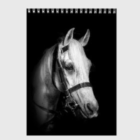 Скетчбук с принтом Белая лошадь , 100% бумага
 | 48 листов, плотность листов — 100 г/м2, плотность картонной обложки — 250 г/м2. Листы скреплены сверху удобной пружинной спиралью | animal | beautiful | black | eyes | gloss | harness | horse | look | muzzle | white | белый | взгляд | глаза | животное | конь | красивый | лоск | лошадь | сбруя | скакун
