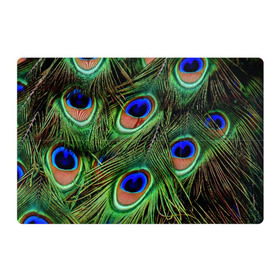 Магнитный плакат 3Х2 с принтом Перья павлина #1 , Полимерный материал с магнитным слоем | 6 деталей размером 9*9 см | animal | bird | peacock feathers | животные | павлин | перо. | перья | птица