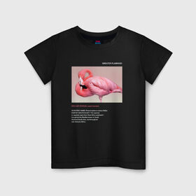 Детская футболка хлопок с принтом Greater Flamingo , 100% хлопок | круглый вырез горловины, полуприлегающий силуэт, длина до линии бедер | animals | red book | red list | животные | животные из красной книги | красная книга | редкие животные | фламинго