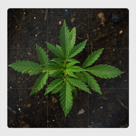 Магнитный плакат 3Х3 с принтом Растение , Полимерный материал с магнитным слоем | 9 деталей размером 9*9 см | green | зеленый | зелень | земля | листья | почва | природа | природный | растение | растением | растения | флора