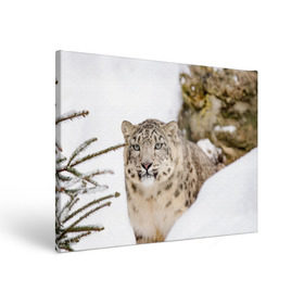 Холст прямоугольный с принтом Ирбис , 100% ПВХ |  | snow leopard | барс | барсы | животное | животные | звери | зверь | зима | зимы | ирбис | киски | кот | коты | кошачьи | кошка | кошки | мохнатые | мохнатый | пятнистые | пятнистый | снег | снежный