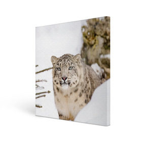 Холст квадратный с принтом Ирбис , 100% ПВХ |  | snow leopard | барс | барсы | животное | животные | звери | зверь | зима | зимы | ирбис | киски | кот | коты | кошачьи | кошка | кошки | мохнатые | мохнатый | пятнистые | пятнистый | снег | снежный