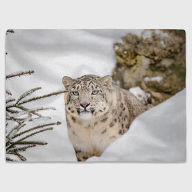 Плед 3D с принтом Ирбис , 100% полиэстер | закругленные углы, все края обработаны. Ткань не мнется и не растягивается | snow leopard | барс | барсы | животное | животные | звери | зверь | зима | зимы | ирбис | киски | кот | коты | кошачьи | кошка | кошки | мохнатые | мохнатый | пятнистые | пятнистый | снег | снежный