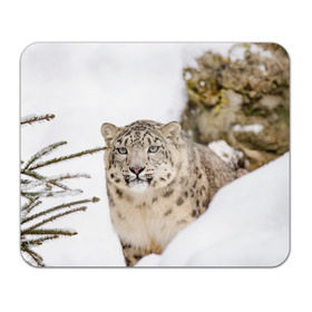 Коврик для мышки прямоугольный с принтом Ирбис , натуральный каучук | размер 230 х 185 мм; запечатка лицевой стороны | Тематика изображения на принте: snow leopard | барс | барсы | животное | животные | звери | зверь | зима | зимы | ирбис | киски | кот | коты | кошачьи | кошка | кошки | мохнатые | мохнатый | пятнистые | пятнистый | снег | снежный