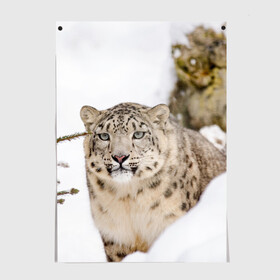 Постер с принтом Ирбис , 100% бумага
 | бумага, плотность 150 мг. Матовая, но за счет высокого коэффициента гладкости имеет небольшой блеск и дает на свету блики, но в отличии от глянцевой бумаги не покрыта лаком | Тематика изображения на принте: snow leopard | барс | барсы | животное | животные | звери | зверь | зима | зимы | ирбис | киски | кот | коты | кошачьи | кошка | кошки | мохнатые | мохнатый | пятнистые | пятнистый | снег | снежный
