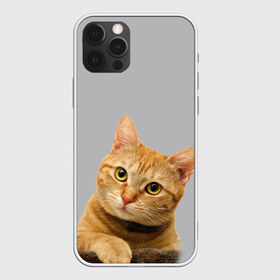 Чехол для iPhone 12 Pro Max с принтом Рыжий котик , Силикон |  | Тематика изображения на принте: baby | cat | kitty | глаза | голова | животные | зверь | кот | котенок | котики | кошки | лапы | малыш | полосатый | рыжий