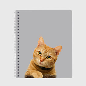 Тетрадь с принтом Рыжий котик , 100% бумага | 48 листов, плотность листов — 60 г/м2, плотность картонной обложки — 250 г/м2. Листы скреплены сбоку удобной пружинной спиралью. Уголки страниц и обложки скругленные. Цвет линий — светло-серый
 | baby | cat | kitty | глаза | голова | животные | зверь | кот | котенок | котики | кошки | лапы | малыш | полосатый | рыжий