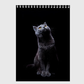 Скетчбук с принтом Кот Британец , 100% бумага
 | 48 листов, плотность листов — 100 г/м2, плотность картонной обложки — 250 г/м2. Листы скреплены сверху удобной пружинной спиралью | animal | animals | beast | black | cat | kitten | британец | британка | животное | животные | зверек | зверь | кот | котейка | котенок | котики | котэ | кошка | кошки | черная