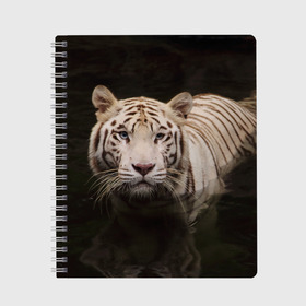 Тетрадь с принтом Белый тигр , 100% бумага | 48 листов, плотность листов — 60 г/м2, плотность картонной обложки — 250 г/м2. Листы скреплены сбоку удобной пружинной спиралью. Уголки страниц и обложки скругленные. Цвет линий — светло-серый
 | Тематика изображения на принте: белые | белый | животное | животные | звери | зверушка | зверушки | зверь | зверьё | кот | котик | котики | коты | кошка | кошки | полосатые | полосатый | природа | тигр | тигры | хищник | хищники