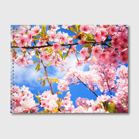 Альбом для рисования с принтом Сакура , 100% бумага
 | матовая бумага, плотность 200 мг. | Тематика изображения на принте: весна | красота | небо | отдых | отпуск | природа | сакура | солнце | тепло | цветок | цветы