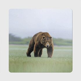 Магнит виниловый Квадрат с принтом Россия , полимерный материал с магнитным слоем | размер 9*9 см, закругленные углы | bear | field | fur | muzzle | nature | paws | russia | лапы | медведь | поле | природа | россия
