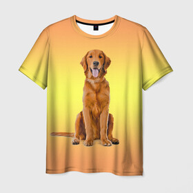 Мужская футболка 3D с принтом Золотистый ретривер , 100% полиэфир | прямой крой, круглый вырез горловины, длина до линии бедер | домашние любимцы | животные | золотистый ретривер | собака