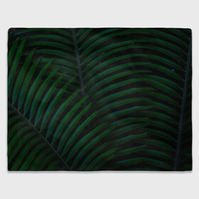 Плед 3D с принтом Пальмовые листья , 100% полиэстер | закругленные углы, все края обработаны. Ткань не мнется и не растягивается | пальмы | папоротник | тропики