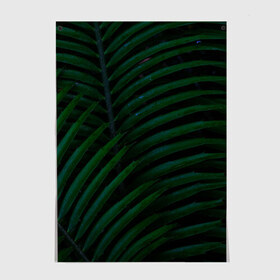 Постер с принтом Пальмовые листья , 100% бумага
 | бумага, плотность 150 мг. Матовая, но за счет высокого коэффициента гладкости имеет небольшой блеск и дает на свету блики, но в отличии от глянцевой бумаги не покрыта лаком | пальмы | папоротник | тропики