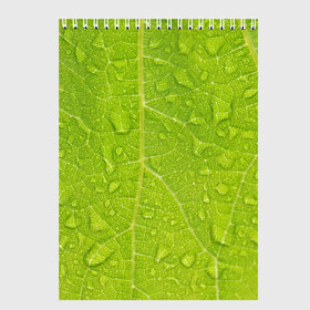 Скетчбук с принтом Листок с росой , 100% бумага
 | 48 листов, плотность листов — 100 г/м2, плотность картонной обложки — 250 г/м2. Листы скреплены сверху удобной пружинной спиралью | зеленый | капли | перерода | текстура