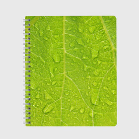 Тетрадь с принтом Листок с росой , 100% бумага | 48 листов, плотность листов — 60 г/м2, плотность картонной обложки — 250 г/м2. Листы скреплены сбоку удобной пружинной спиралью. Уголки страниц и обложки скругленные. Цвет линий — светло-серый
 | зеленый | капли | перерода | текстура