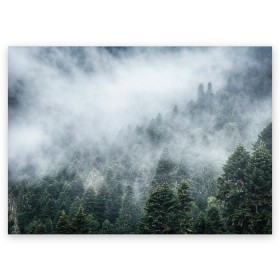Поздравительная открытка с принтом Туманный лес , 100% бумага | плотность бумаги 280 г/м2, матовая, на обратной стороне линовка и место для марки
 | белый | зеленый | лес | облака | облако | природа | темный | туман