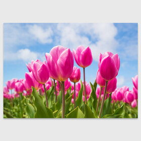 Поздравительная открытка с принтом Розовые тюльпаны , 100% бумага | плотность бумаги 280 г/м2, матовая, на обратной стороне линовка и место для марки
 | flowers | бутоны | дача | девушке | женщинам | лепестки | летний | лето | листья | любимая | любовь | небесный | небо | нежный | облака | поляна | природа | растения | романтика | сад | синеенебо | солнечный