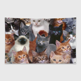 Флаг-баннер с принтом КОТЯТКИ , 100% полиэстер | размер 67 х 109 см, плотность ткани — 95 г/м2; по краям флага есть четыре люверса для крепления | cat | взгляд | кот | кот хипстер | котёнок | котятки | котятушки | кошечки | кошка | мордочка