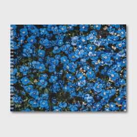 Альбом для рисования с принтом Поле синих цветов фиалки лето , 100% бумага
 | матовая бумага, плотность 200 мг. | голубые цветочки | лето | луг | незабудки | поле | поляна | синие цветы | узор из цветов | фиалки | фото реализм | цветы