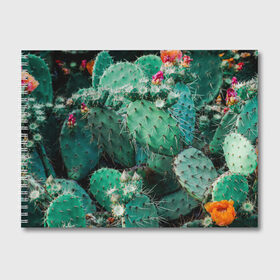 Альбом для рисования с принтом кактусы с цветами реализм , 100% бумага
 | матовая бумага, плотность 200 мг. | бутоны | иголки | кактус | кактусы | комнатные растения | лето | реализм | суккуленты | тропики | узор | цветки | цветы | экзотика