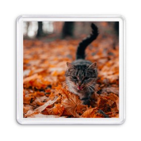 Магнит 55*55 с принтом мяукающий кот осенние листья , Пластик | Размер: 65*65 мм; Размер печати: 55*55 мм | золотая осень | кот | кошка | крик | листва | листья | мяу | мяукает | осень | сезон | уличный котейка