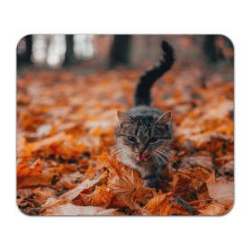 Коврик для мышки прямоугольный с принтом мяукающий кот осенние листья , натуральный каучук | размер 230 х 185 мм; запечатка лицевой стороны | золотая осень | кот | кошка | крик | листва | листья | мяу | мяукает | осень | сезон | уличный котейка