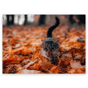 Поздравительная открытка с принтом мяукающий кот осенние листья , 100% бумага | плотность бумаги 280 г/м2, матовая, на обратной стороне линовка и место для марки
 | Тематика изображения на принте: золотая осень | кот | кошка | крик | листва | листья | мяу | мяукает | осень | сезон | уличный котейка