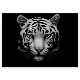 Поздравительная открытка с принтом Белый Тигр , 100% бумага | плотность бумаги 280 г/м2, матовая, на обратной стороне линовка и место для марки
 | Тематика изображения на принте: tiger | животное | тигр | тигрица | чернобелый