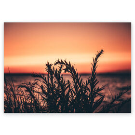 Поздравительная открытка с принтом Трава растение закат силуэт , 100% бумага | плотность бумаги 280 г/м2, матовая, на обратной стороне линовка и место для марки
 | закат | кусты | лето | на каждый день | природа | рассвет | растение | свет | силуэт