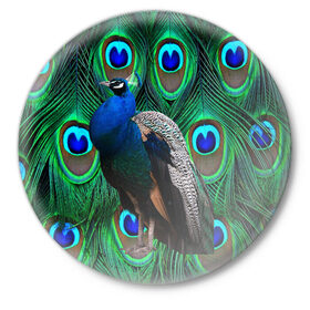 Значок с принтом Павлин на фоне своих перьев ,  металл | круглая форма, металлическая застежка в виде булавки | павлин | павлины | перья павлина | птицы