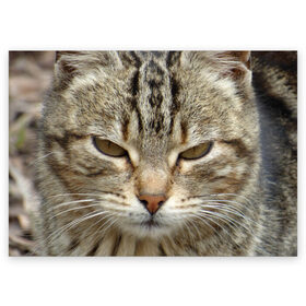 Поздравительная открытка с принтом Кот , 100% бумага | плотность бумаги 280 г/м2, матовая, на обратной стороне линовка и место для марки
 | животное | животные | звери | зверь | киска | киски | кисуля | кот | котейки | котик | котики | коты | кошечка | кошка | кошки | природа | хищник | хищники