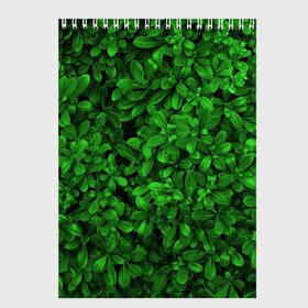 Скетчбук с принтом Свежая трава , 100% бумага
 | 48 листов, плотность листов — 100 г/м2, плотность картонной обложки — 250 г/м2. Листы скреплены сверху удобной пружинной спиралью | Тематика изображения на принте: арт | зелёный | светлый | тёмный | четкий