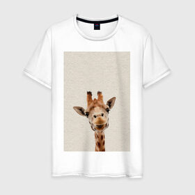 Мужская футболка хлопок с принтом жираф , 100% хлопок | прямой крой, круглый вырез горловины, длина до линии бедер, слегка спущенное плечо. | giraffe | zoo | африканский жираф | жираф | жираф из зоопарка | жирафик | зоопарк