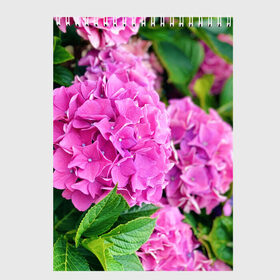 Скетчбук с принтом Гортензия , 100% бумага
 | 48 листов, плотность листов — 100 г/м2, плотность картонной обложки — 250 г/м2. Листы скреплены сверху удобной пружинной спиралью | Тематика изображения на принте: blooming. | floral | flower | hydrangea | nature | ботаника | букет | бутон | гортензия | клумба | лепесток | лето | листья | сад | цветение | цветок | цветы