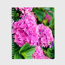 Тетрадь с принтом Гортензия , 100% бумага | 48 листов, плотность листов — 60 г/м2, плотность картонной обложки — 250 г/м2. Листы скреплены сбоку удобной пружинной спиралью. Уголки страниц и обложки скругленные. Цвет линий — светло-серый
 | Тематика изображения на принте: blooming. | floral | flower | hydrangea | nature | ботаника | букет | бутон | гортензия | клумба | лепесток | лето | листья | сад | цветение | цветок | цветы