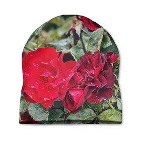 Шапка 3D с принтом Red Roses , 100% полиэстер | универсальный размер, печать по всей поверхности изделия | bush | floral | flower | garden | green | nature | red roses | бутоны | красная роза | куст | листья | природа | роза | сад | цветение | цветок | цветы