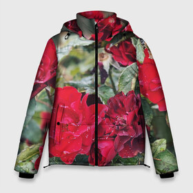 Мужская зимняя куртка 3D с принтом Red Roses , верх — 100% полиэстер; подкладка — 100% полиэстер; утеплитель — 100% полиэстер | длина ниже бедра, свободный силуэт Оверсайз. Есть воротник-стойка, отстегивающийся капюшон и ветрозащитная планка. 

Боковые карманы с листочкой на кнопках и внутренний карман на молнии. | bush | floral | flower | garden | green | nature | red roses | бутоны | красная роза | куст | листья | природа | роза | сад | цветение | цветок | цветы