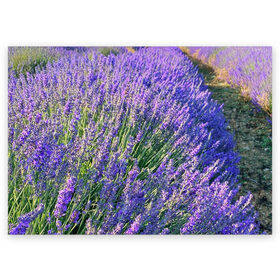 Поздравительная открытка с принтом Lavender field , 100% бумага | плотность бумаги 280 г/м2, матовая, на обратной стороне линовка и место для марки
 | field | green | lavender | nature | summer | violet | бутон | клумба. | лаванда | лето | лиловый | поле | сиреневый | фиолетовый | цветение | цветок | цветы