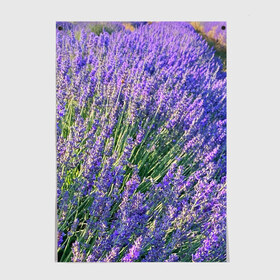 Постер с принтом Lavender field , 100% бумага
 | бумага, плотность 150 мг. Матовая, но за счет высокого коэффициента гладкости имеет небольшой блеск и дает на свету блики, но в отличии от глянцевой бумаги не покрыта лаком | field | green | lavender | nature | summer | violet | бутон | клумба. | лаванда | лето | лиловый | поле | сиреневый | фиолетовый | цветение | цветок | цветы