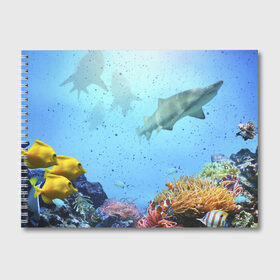 Альбом для рисования с принтом акулы , 100% бумага
 | матовая бумага, плотность 200 мг. | Тематика изображения на принте: аквариум | акула | море | морской житель | океан