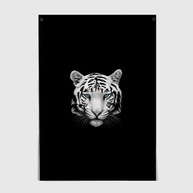 Постер с принтом тигр, белый тигр , 100% бумага
 | бумага, плотность 150 мг. Матовая, но за счет высокого коэффициента гладкости имеет небольшой блеск и дает на свету блики, но в отличии от глянцевой бумаги не покрыта лаком | белый тигр | тигр