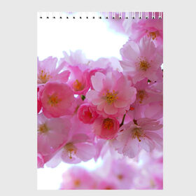 Скетчбук с принтом Японская вишня , 100% бумага
 | 48 листов, плотность листов — 100 г/м2, плотность картонной обложки — 250 г/м2. Листы скреплены сверху удобной пружинной спиралью | вишни | вишня | дерево | деревья | природа | природный | растение | растения | флора | цветок | цветущая | цветущие | цветущий | цветы | японская | японские