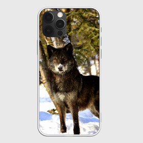Чехол для iPhone 12 Pro Max с принтом Волк и снег , Силикон |  | Тематика изображения на принте: wolf | wolfs | волк | волки | волчара | животные | звири | зима | лес | природа | снег