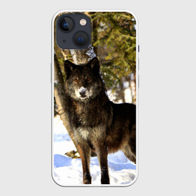 Чехол для iPhone 13 с принтом Волк и снег ,  |  | Тематика изображения на принте: wolf | wolfs | волк | волки | волчара | животные | звири | зима | лес | природа | снег