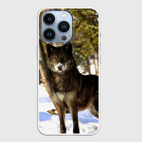 Чехол для iPhone 13 Pro с принтом Волк и снег ,  |  | Тематика изображения на принте: wolf | wolfs | волк | волки | волчара | животные | звири | зима | лес | природа | снег